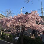 長命寺 桜もち - 3/3撮影　河津桜満開