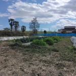 たんぽぽ - 駐車場前の畑、だから新鮮♬