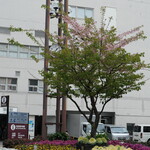 NIBOSHI MANIA - 蒲田駅南口の桜