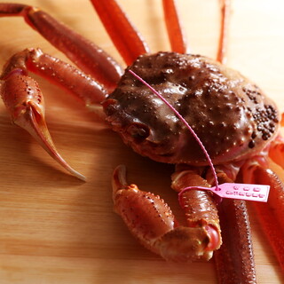 <Directly managed by a fishing port crab wholesaler> Highly selected active Matsuba crabs from Shibayama that we auctioned off in-house