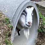 大江ノ郷自然牧場　ココガーデン - 