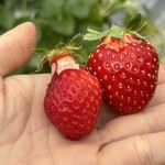 姫路ハートフル観光農園 - 