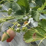 姫路ハートフル観光農園 - 