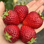 姫路ハートフル観光農園 - 