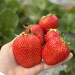 姫路ハートフル観光農園 - 