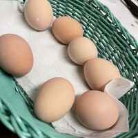 名古屋コーチン・旬菜 一鳳 金山本店 - コーチンの卵