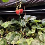 果実園リーベル エキュートエディション飯田橋店 - 