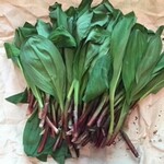 旬菜魚 藍 - 今年も香り豊かな自生の行者ニンニクが届きました～。