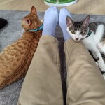 えこねこ - 動けない