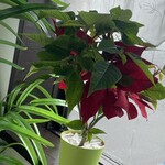 JiProign - どうもここの窓辺ではポインセチアが疲れてしまうらしくヘロヘロになってしまうので、3代目を連れてきた^_^