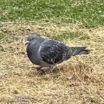 トマソン - ハトまそん