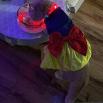 猫まるカフェ - 