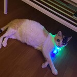 猫まるカフェ - 