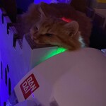 猫まるカフェ - 