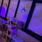 猫まるカフェ - 