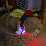 猫まるカフェ - 