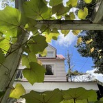 Sajilo Cafe Forest - 