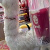 ALPACA TEA HOUSE - 