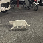 焼きもの家 慶 - 夜中に時々見かける可愛げのない白いネコ。この辺りの店の植え込みやブランターのネコ対策はほぼコイツ対策なんだろうけど、コイツを駆除しようと言う方向には動かないらしい^_^。