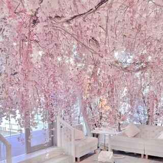 现在被一片粉色包围的樱花景色♡