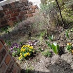 キャナリィ・ロウ - 