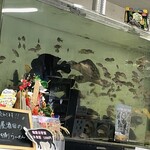 麺屋酒田inほなみ - 店内水槽