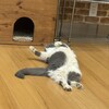 猫カフェ紅葉 - 
