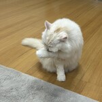 猫カフェ紅葉 - 