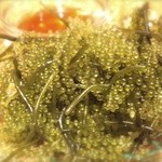 石垣島産 海ぶどう