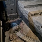 猫まち駅舎 Cat Station cafe & bar - 