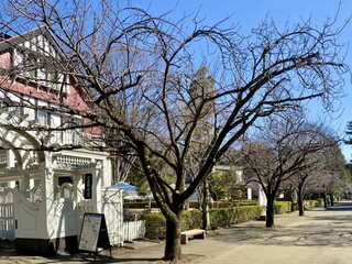 Musashino Sabou - 桜並木