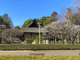 Musashino Sabou - 茅葺き屋根の農家など