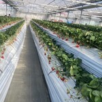 千疋いちご園 - 