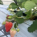 千疋いちご園 - 