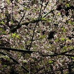 イル・ボッカローネ - タコ公園の桜(ソメイヨシノではないと思う)