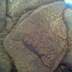 腰掛庵 - わらびもち（平成26年1月購入）