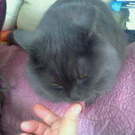 腰掛庵 - きなこに夢中のモー娘