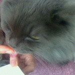 腰掛庵 - きなこに夢中のモー娘