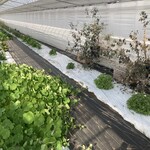 Changérer - こちらのハウスでアミューズを食べます♪