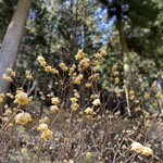 西新宿 ふじ屋 - 不動尻のミツマタ