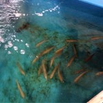 太陽 - 店内の生簀。