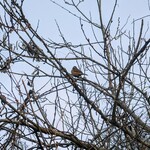 Seminare 카루이사와 - 당신의 목소리였나요?