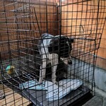 Seminare 카루이사와 - 멧돼지와 대치하고 있는 경비견이 있습니다.