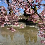 Cafe Morning Glory - 淀競馬場横の河津桜