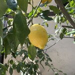 ラッテリア ベベ  カマクラ - 