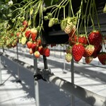 苺園 いちごめぐり - 