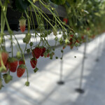 苺園 いちごめぐり - 