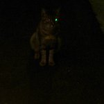 千舟屋 - 目を光らせる猫　少し怖い