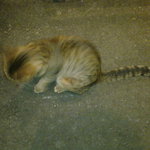 千舟屋 - まるまる猫