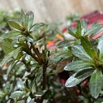 大元 - ツツジが花芽の準備をして居るもよう。